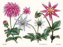 Load image into Gallery viewer, A Little Book of Flowers: Dahlias | Paige Tate & Co