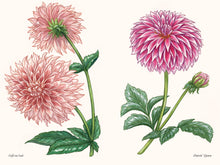 Load image into Gallery viewer, A Little Book of Flowers: Dahlias | Paige Tate & Co