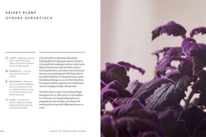 Union Square & Co. - The Healing Power of Plants By Fran Bailey