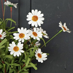 Mini Mountain Daisy Bush