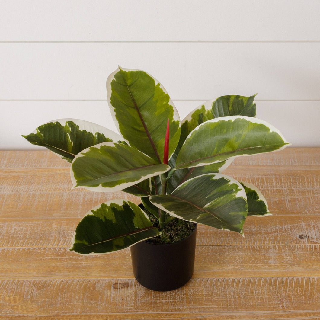 Potted Variegated Rubber Plant | Audrey's