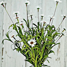 Load image into Gallery viewer, Mini Mountain Daisy Bush
