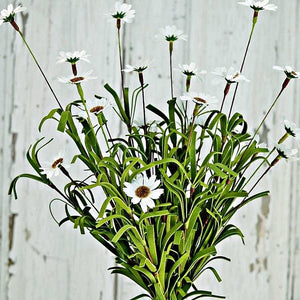 Mini Mountain Daisy Bush