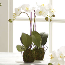 Load image into Gallery viewer, Phalaenopsis Orchid Drop-In 15&quot;
