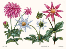 Load image into Gallery viewer, A Little Book of Flowers: Dahlias | Paige Tate &amp; Co
