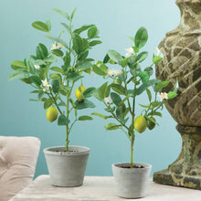 Load image into Gallery viewer, Lemon Topiary Potted 24&quot;
