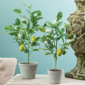 Lemon Topiary Potted 24"