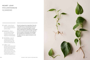 Union Square & Co. - The Healing Power of Plants By Fran Bailey
