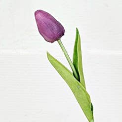 Tulip Bud Stem |Purple
