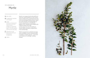Union Square & Co. - Healing Power of Flowers by Claire Bowen