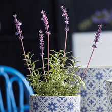 Load image into Gallery viewer, French Lavender Potted 12.5&quot;
