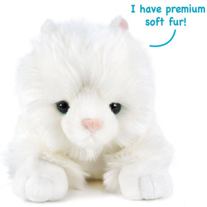 Puff the Persian Cat