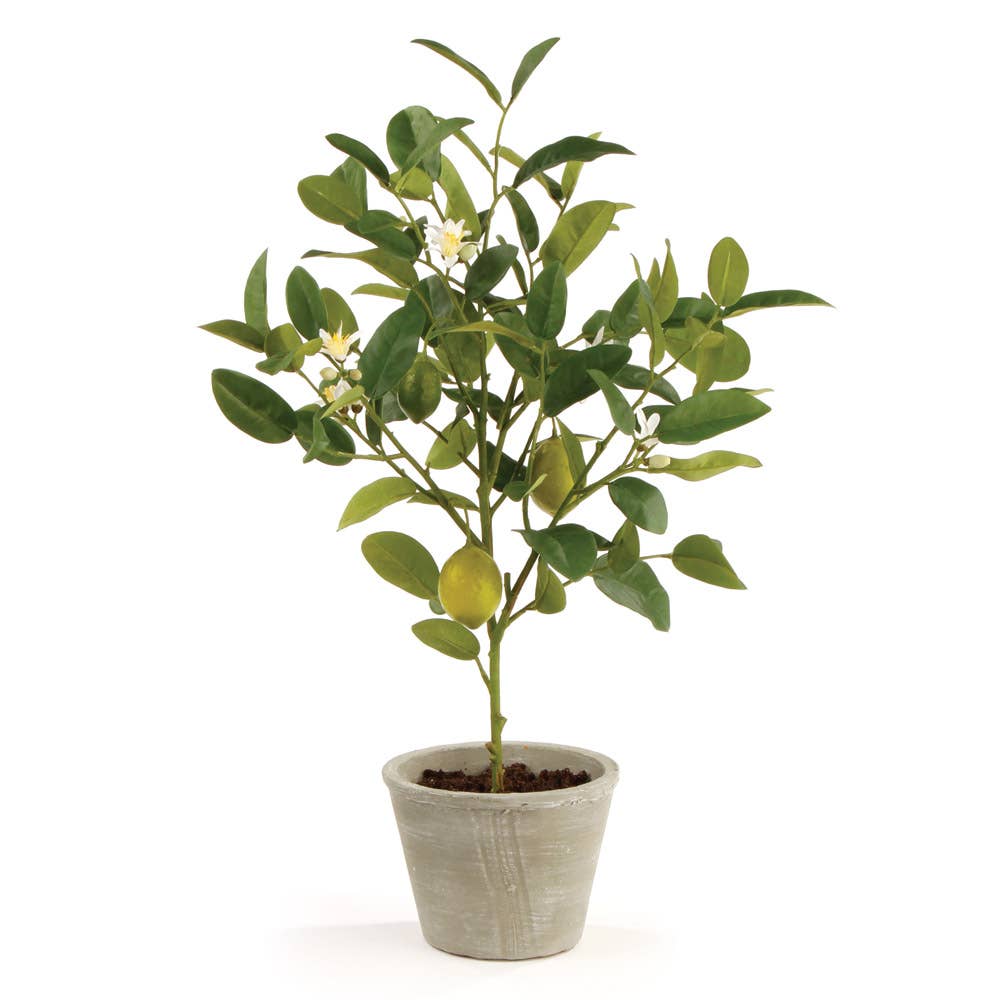 Lemon Topiary Potted 24