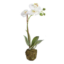 Load image into Gallery viewer, Phalaenopsis Orchid Drop-In 15&quot;
