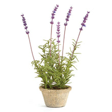 Load image into Gallery viewer, French Lavender Potted 12.5&quot;
