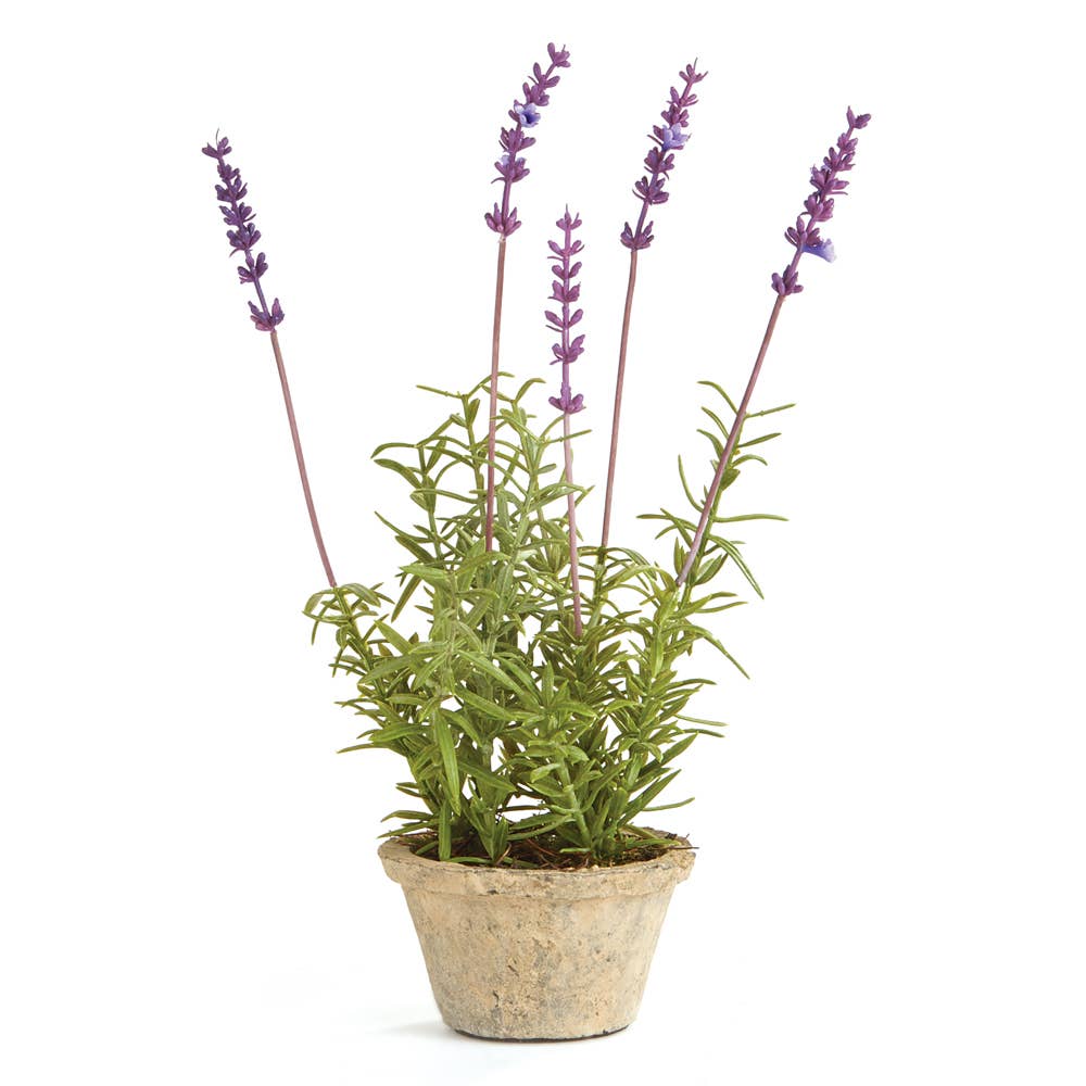 French Lavender Potted 12.5