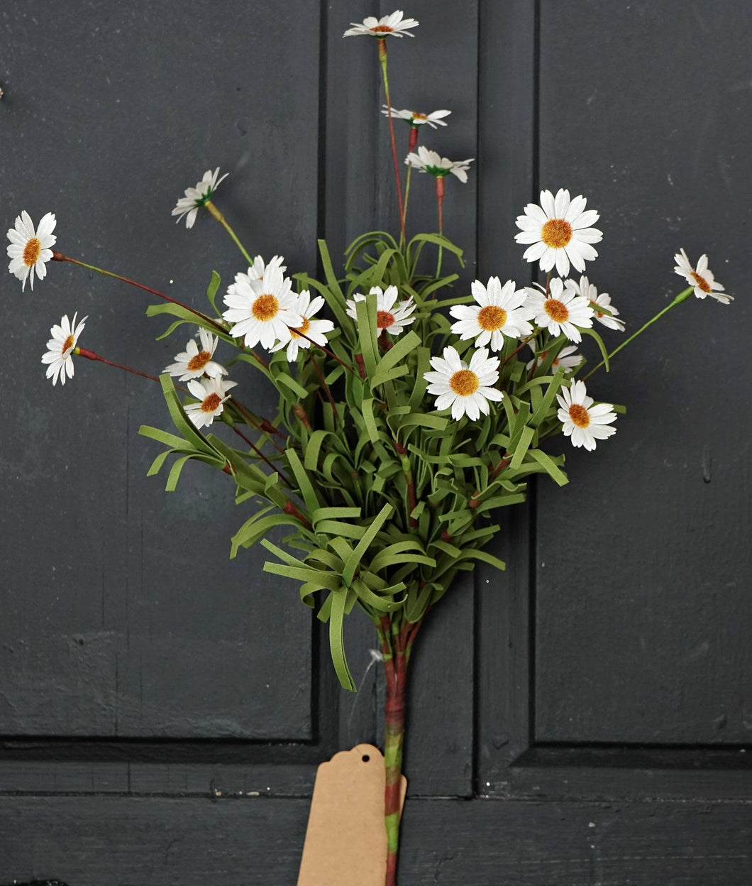 Mini Mountain Daisy Bush