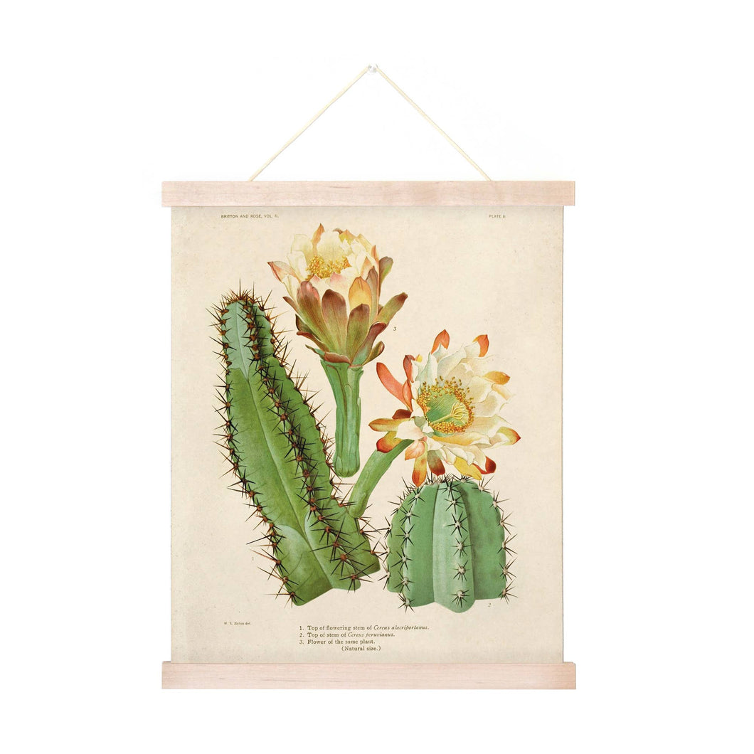 Curious Prints - Vintage Botanical Cactus 2 Print w/ optional frame