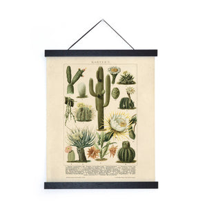 Curious Prints - Vintage Botanical Cactus Kakteen 2 Print w/ optional frame